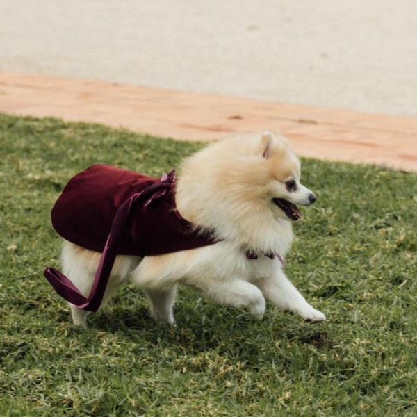 capas para perritos de arras | Lola Likes bodas y mascotas